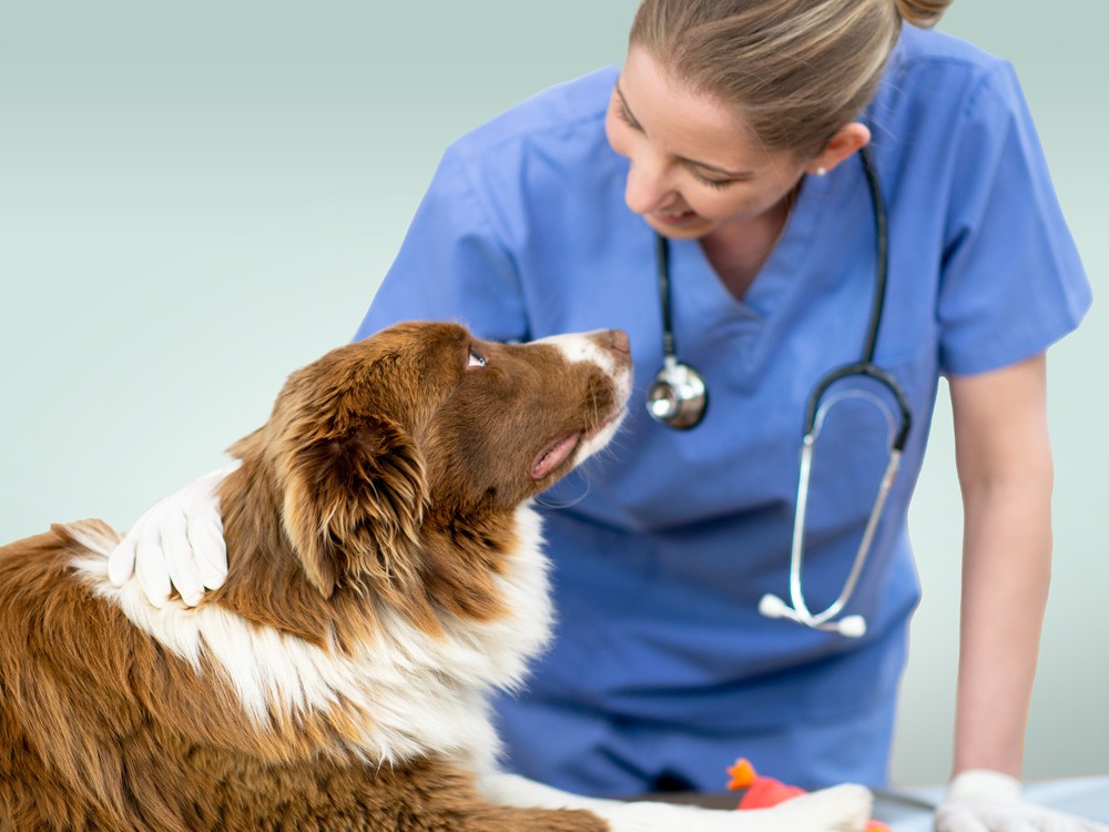 Partnership con la Società delle Veterinarie e dei Veterinari Svizzeri